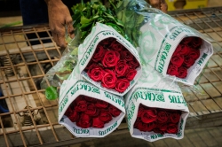 Roses a Mercabarna-flor